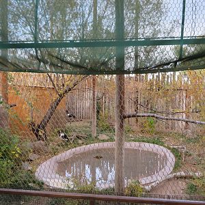 Saddle-billed Stork Aviary