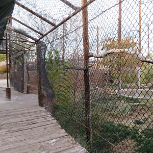 Mixed-Species Aviary Tunnel (4 spp)