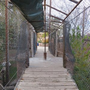 Mixed-Species Aviary Tunnel (4 spp)