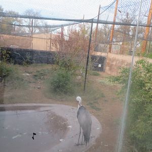 Wattled Crane Aviary