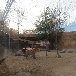 Spotted Hyena Enclosure (1 of 2)