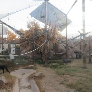 Chimpanzee Enclosure