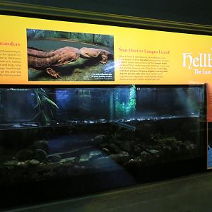 Hellbender Terrarium