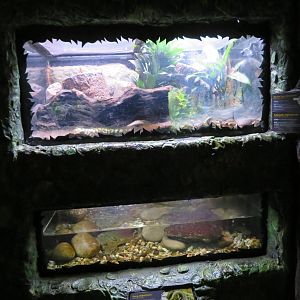 Amphibian Terrariums