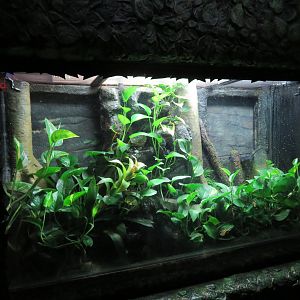 Amphibian Terrarium