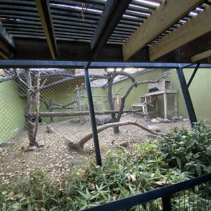 Binturong Enclosure