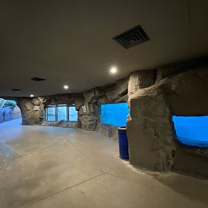 Polar Bear Underwater Viewing
