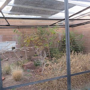 Birds of the Islands - Socorro Dove Enclosure