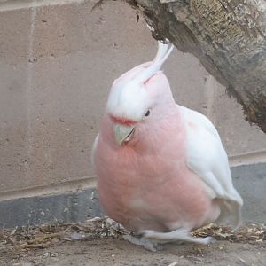 Major Mitchell's Cockatoo