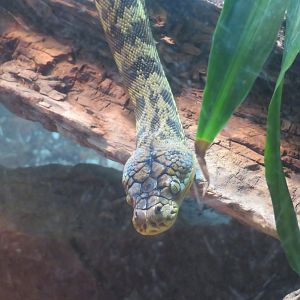Timor Python