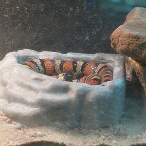 New Mexican Milk Snake