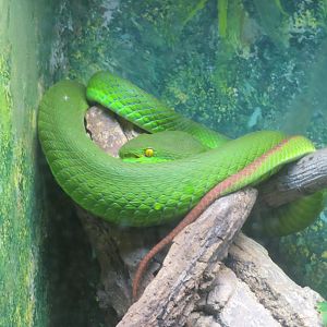 White-lipped Pitviper