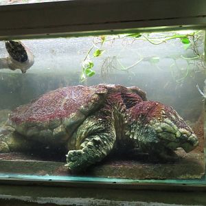 Alligator Snapping Turtle