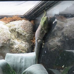 Standing's Day Gecko