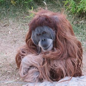 Male Sumatran Orangutan