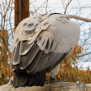 Cape Griffon Vulture