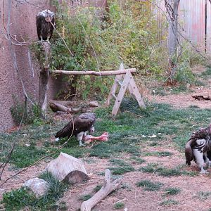 Lappet-faced Vultures