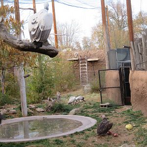 Vulture Aviary at Feeding Time