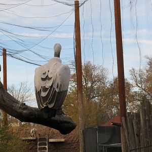 Cape Griffon Vulture