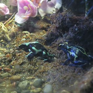 Poison Dart Frogs