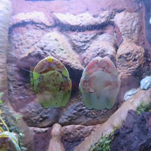 Orange-eyed Tree Frogs