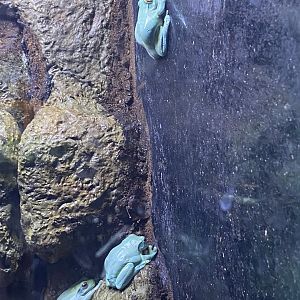 Orange-eyed Tree Frogs