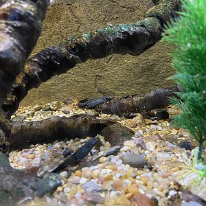 Fuding Firebelly Newts