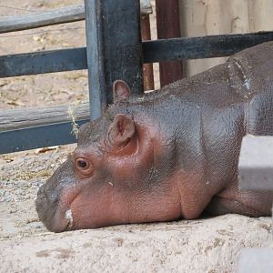 River Hippo Calf