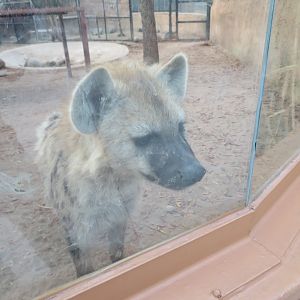 Spotted Hyena