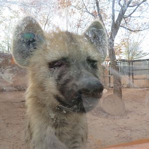 Spotted Hyena