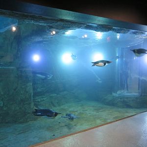 Penguin Chill - Underwater Viewing