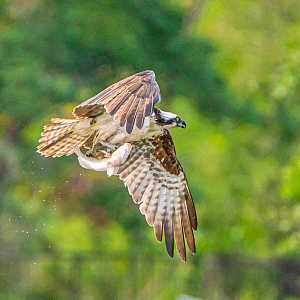 Osprey with its prey