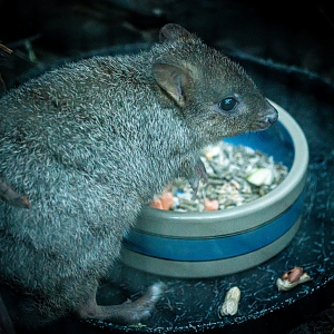 Gerald the male Brush-tailed Bettong