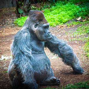 Charles the Silverback Western Lowland Gorilla