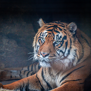 Harimau Kayu the male Sumatran Tiger