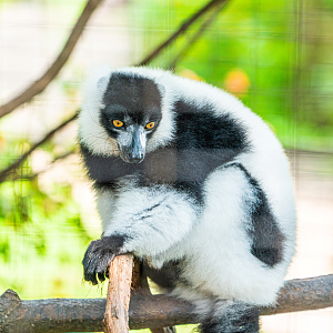 Black-and-white Ruffed Lemur