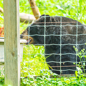American Black Bear