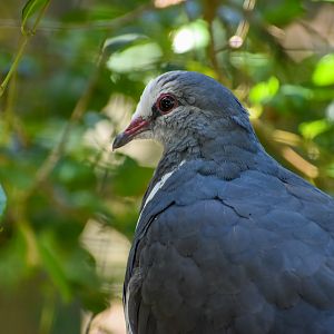 Wonga Pigeon (Leucosarcia melanoleuca)