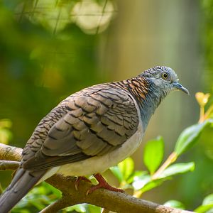Bar-shouldered Dove (Geopelia humeralis)