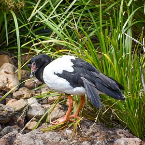 Magpie Goose  (Anseranas semipalmata)