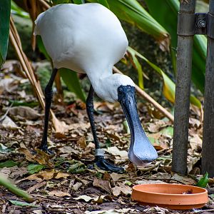Royal Spoonbill (Platalea regia)