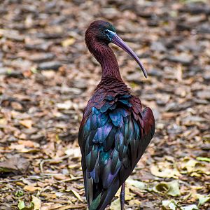 Glossy Ibis (Plegadis falcinellus)