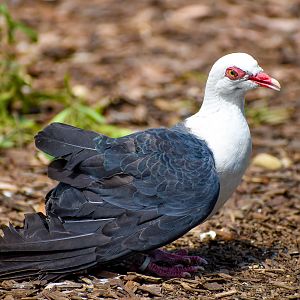 White-headed Pigeon (Columba leucomela)