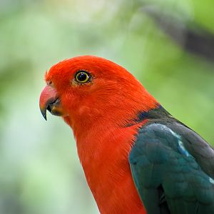Australian King Parrot (Alisterus scapularis)