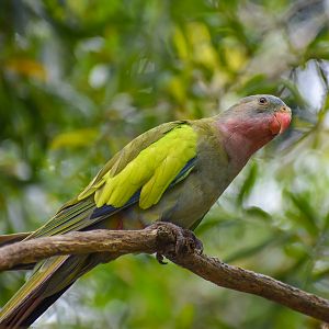 Princess Parrot (Polytelis alexandrae)