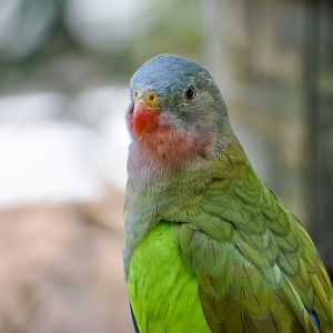 Princess Parrot (Polytelis alexandrae)