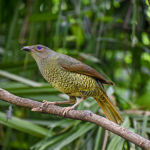 Satin Bowerbird (Ptilonorhynchus violaceus)