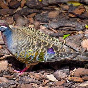 Common Bronzewing (Phaps chalcoptera)