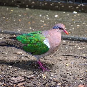 Pacific Emerald Dove (Chalcophaps longirostris)