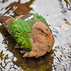 Bathing Emerald Dove